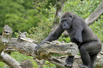 Jeune gorille de 8 ans