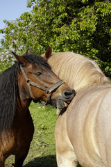 Obraz premium Pferdeliebe