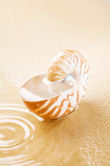 Nautilus shell full of water in sea sand