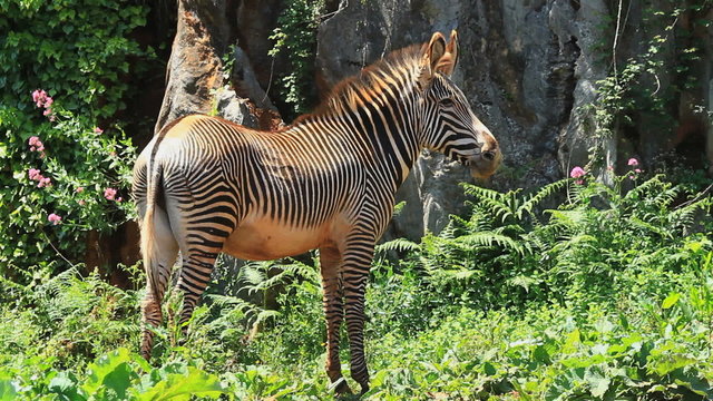 cebra grevy 1