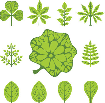 Different  Types Of Leaves, Vector Illustration