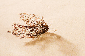 Dried coral reef sea fan on sand Concept of seawater Pollution