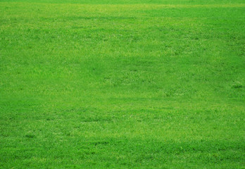 Obraz na płótnie Canvas Green fresh grass field kit