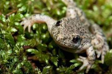 Rana comun