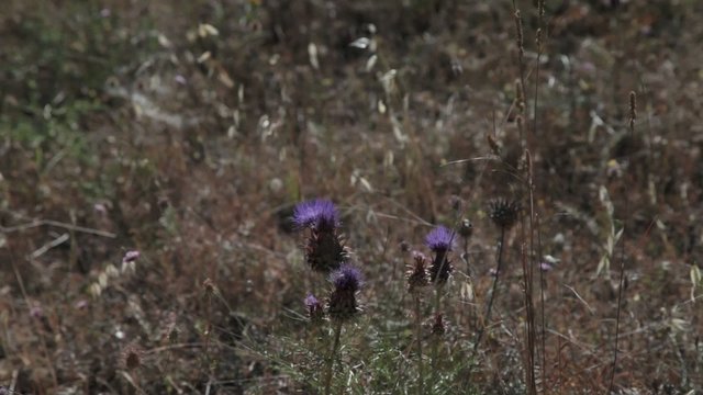 Gr&auml;ser und DIstel auf einem Feld