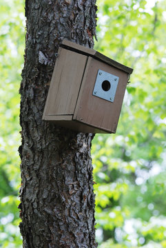 Bluebird box on tree
