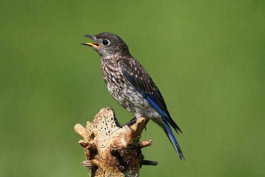 Baby Eastern Bluebird