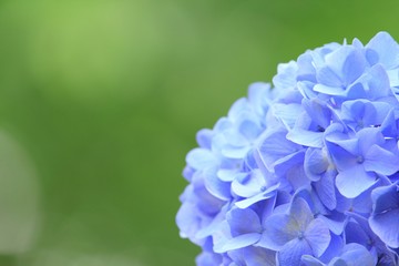 水色のアジサイ