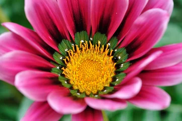 Foto auf Acrylglas Antireflex Blühende Blumen © paulz
