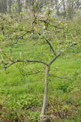 Fototapeta na wymiar Ile de France, Vernouillet orchard in springtime