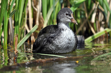 Common Coot Juvenile