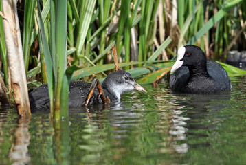 Common Coots