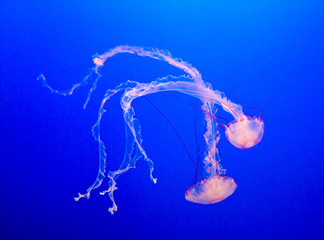 colorful jellyfish