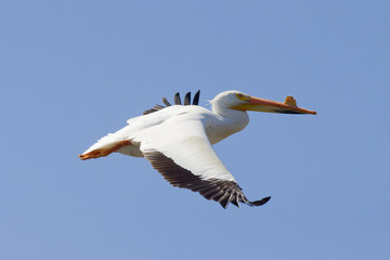 Flying Pelican