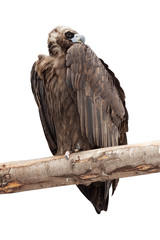 Obraz premium vulture sitting on wood trunk