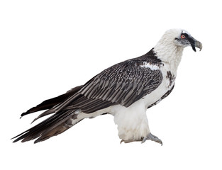 Fototapeta premium Bearded vulture. Isolated over white