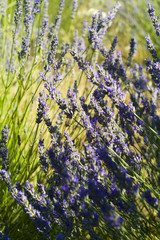 The organic lavender (Lavandula) flower