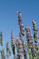 The organic lavender (Lavandula) in Croatia