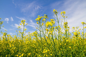 Obraz premium Rapeseed flowers