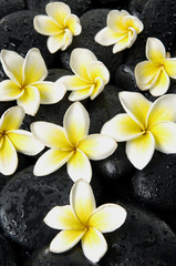 Fototapeta na wymiar Set of frangipani flower on zen stones