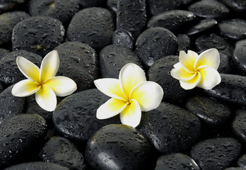 Obraz na płótnie Canvas Three frangipani flower on spa stones