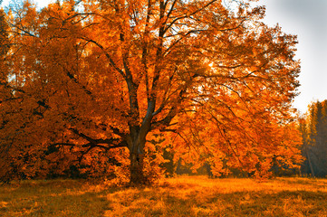 autunm tree