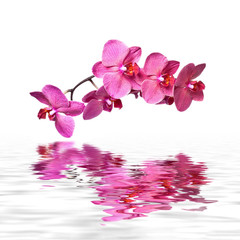 Pink Orchid