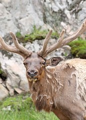 elk