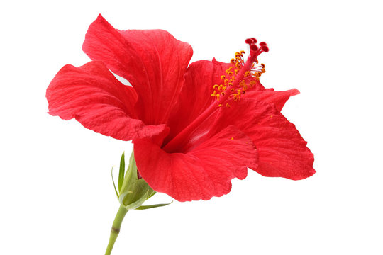 Fototapeta hibiscus flower