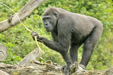 Gorille 