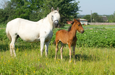 mother and baby horse