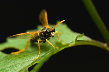 Wasp