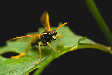 Wasp