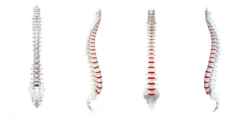Human Spine turnaround - 42540350