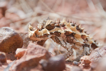 Thorny Devil Lizard climbing up some stones