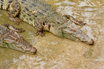 Two crocodile are lying
