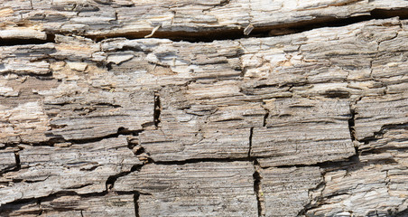 close up rough old wood texture background