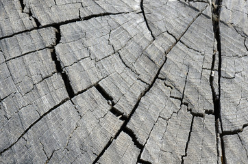 close up rough old wood texture background