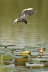 Black tern
