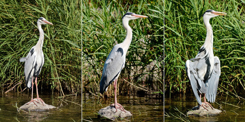 Gray Heron (Ardea cinerea)
