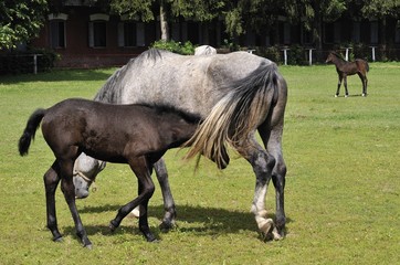 Mare and foal on the horse farm
