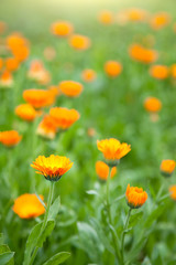 Calendula in garden
