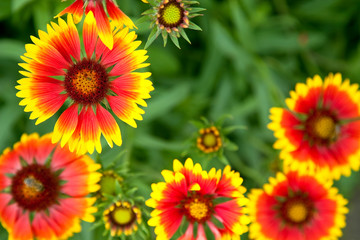 Beautiful red flowers. Gaillardia pulchella (Blanket flower)