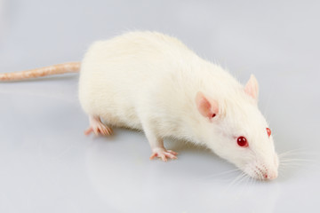 laboratory rat