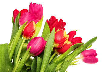tulip flowers