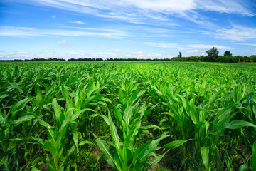 Fototapeta na wymiar Zielone pola kukurydzy