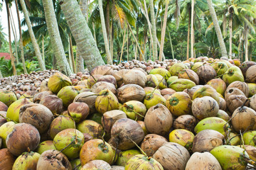 Brown and green coconut in the garden - 42543972