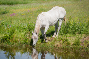 Obraz na płótnie Canvas white horse on a mountain lake