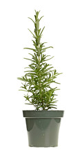 Plant of rosemary in a green plastic pot