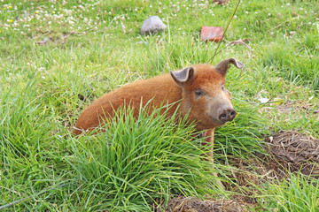 Fototapeta premium Live domestic pig in Ecuador
